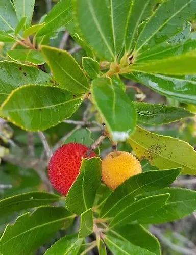 L'original, Superbe A 5min De La *