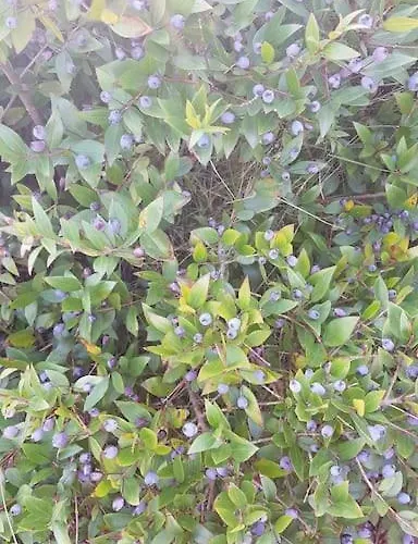 L'original, Superbe A 5min De La * Zonza