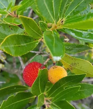 L'original, Superbe A 5min De La *