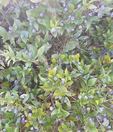 L'original, Superbe A 5min De La * Zonza